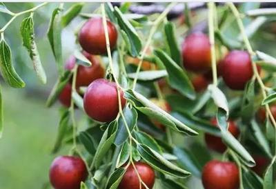 黃驊冬棗:滄州黃驊特產紅棗,國家地理標志產品,黃驊產地寶-黃驊冬棗