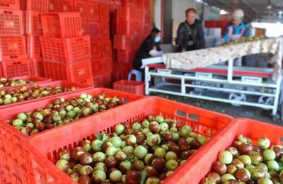 黃驊:金秋時節冬棗飄香