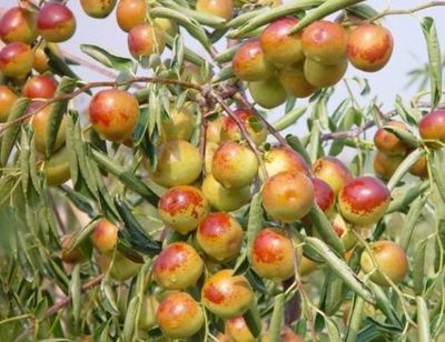 哪里的冬棗最好?山東沾化、河北黃驊、陜西大荔,還是山西、新疆江西或其他地方?