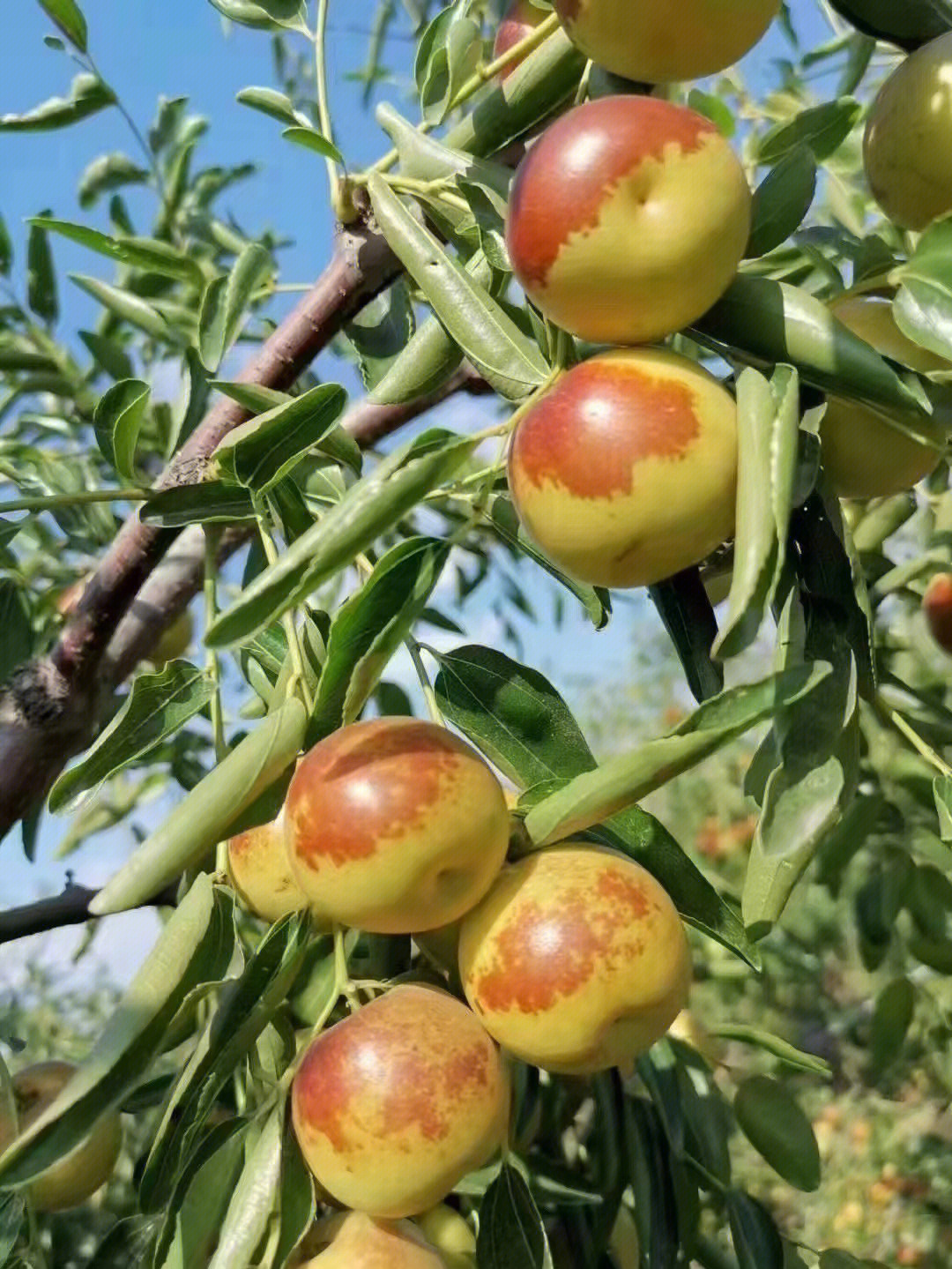 黃驊孔店冬棗秋天中的王者