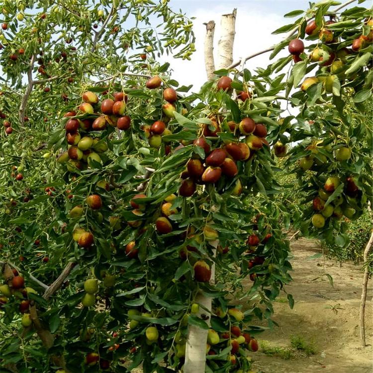 黃驊冬棗脆又甜，今秋又是豐收年