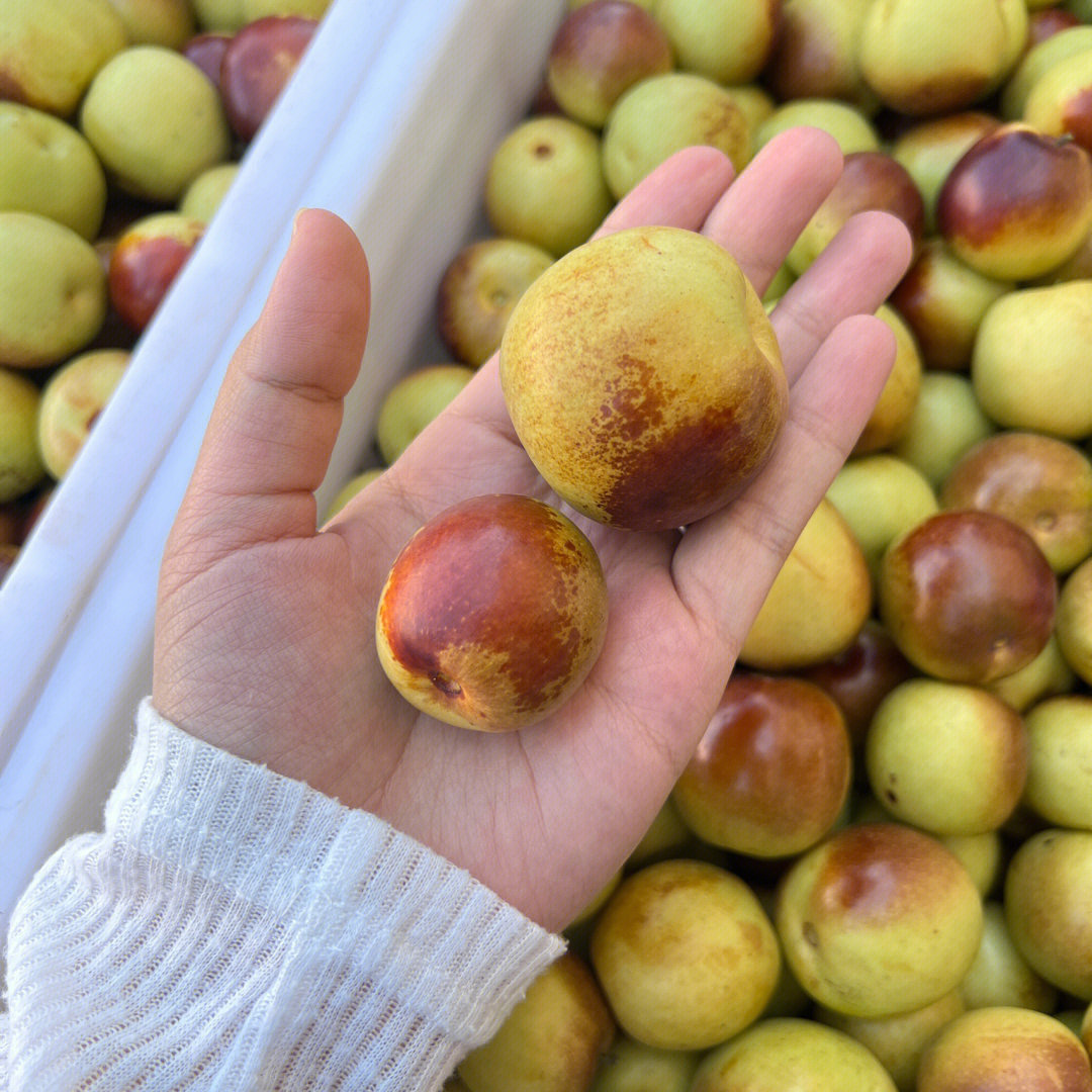 黃驊冬棗 凈重75斤裝的特色農產品