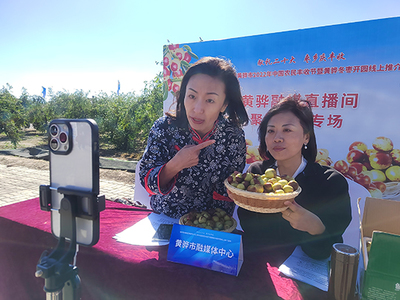 河北黃驊 古貢棗園話豐收，特色農業促振興