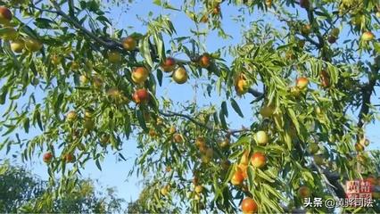 金秋冬棗飄香 棗農喜迎豐收