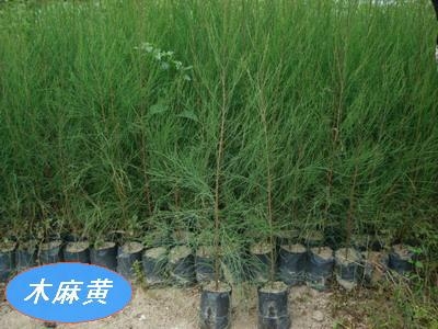 漳浦縣大山苗木場 精選木麻黃造林苗最新品種展示