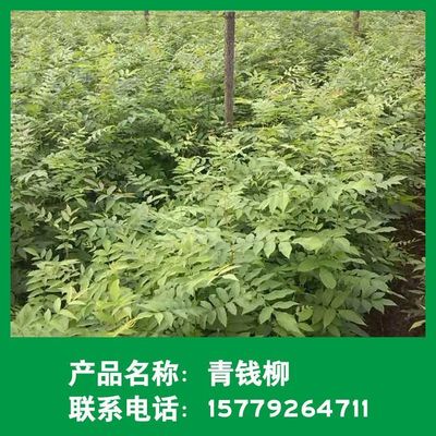 金錢柳綠化苗木 優質青錢柳樹的批發供應與種植指南