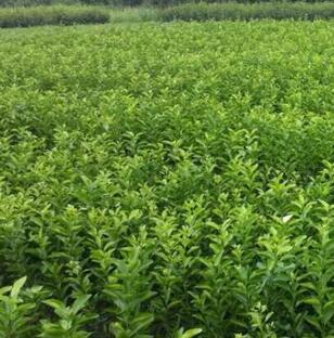 甘肅蘭州紅古與海石灣苗木種植產業 綠色發展的幼苗力量