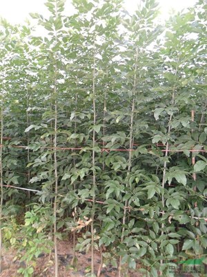 蕭縣惠豐苗木種植農民專業合作社 以專業力量賦能鄉村振興