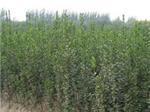 青州市新牧原花卉苗木專業合作社 北海道黃楊批發量大從優，一站式綠化苗木供應基地