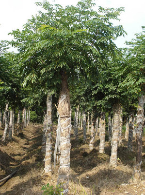 欒樹專業種植基地——湖南益陽宏發苗木種植基地