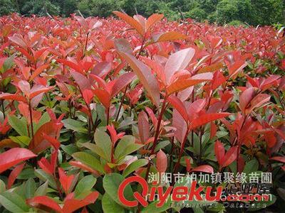 瀏陽市柏加鎮聚緣苗圃 專注精品苗木，批發純正紅羅賓紅葉石楠