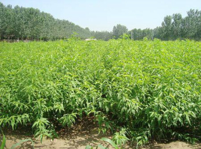 揚州沂蒙霜紅桃苗基地 專業培育高產品種，以驚喜價格助力豐收