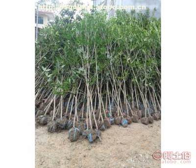 咸寧萬桂桂花苗木種植專業合作社 優質桂花苗木專業供應商