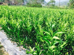 四川耙耙柑苗與綿陽種植指南 錦鵬苗木的專業服務