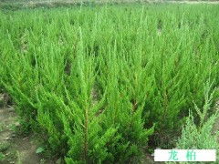 龍柏種植與批發 臨朐成偉苗木專業合作社的供應優勢