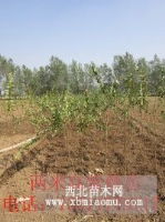 江蘇宿遷欣雨綠化苗木 優質種子與工程苗的綠色供應先鋒