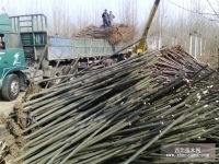 速生白蠟,速生法桐,速生國槐山東 濟寧濟寧市任城區惠民苗木種植合作社產品供應第2頁