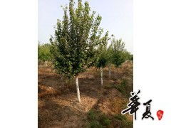 精品園林綠化苗木種植的領航者——旭東苗木種植專業合作社