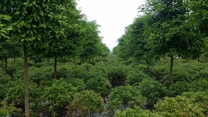 靖江百盛園 苗木種植合作共贏的金色典范