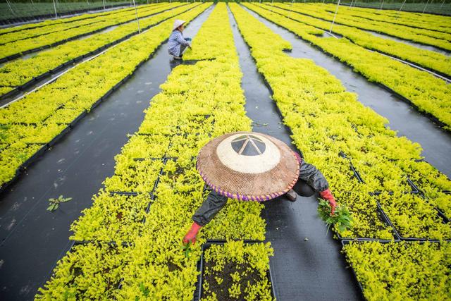 貴州黃平 特色花卉苗木助力鄉村振興