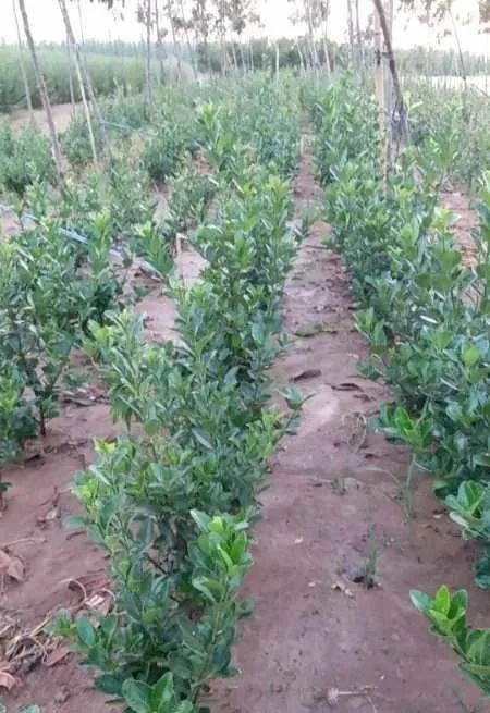 祝賀汝南縣中生花木種植專業合作社入駐苗木通——江建華與河南雪松產業新篇章