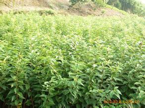 黃河兩岸的綠色寶庫 綠化苗木品種大全高清圖鑒與種植指南